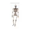 Blow Mould jointed skeleton